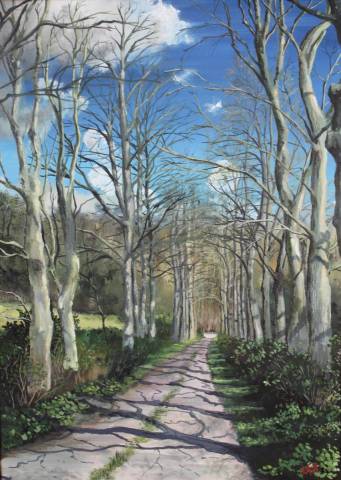 Platane de Bretagne